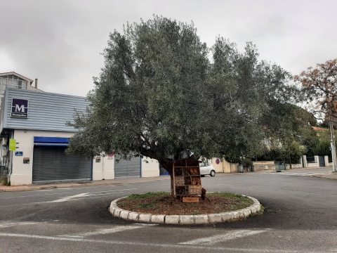 Place de l'olivier - Près D'Arènes